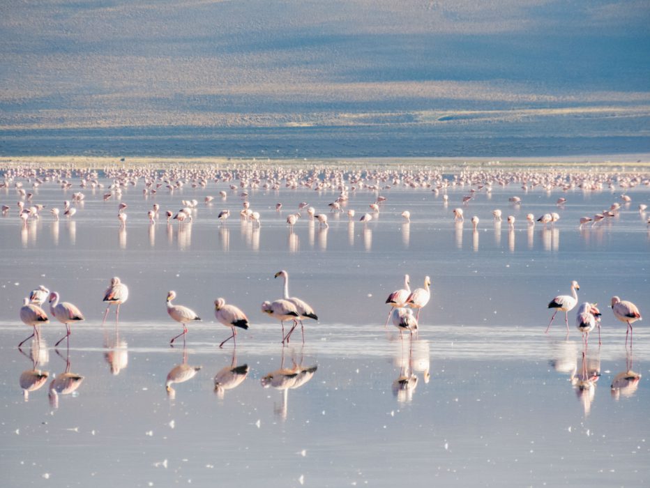 Salar De Uyuni Flamingos Eu Viajei